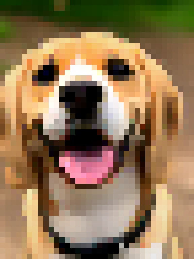 Pet — Fine Art